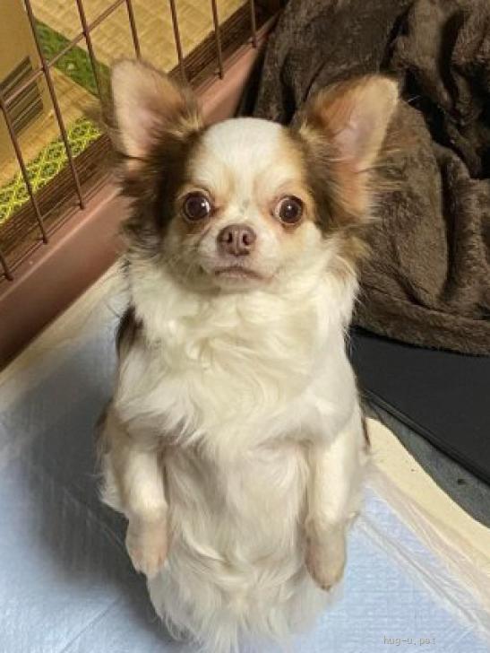 犬の里親募集】広島県・チワワ(ロング)・可愛いミニーちゃん（ID:2402