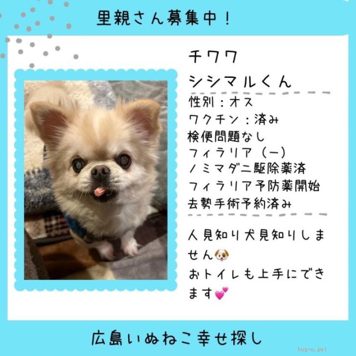 犬の里親募集】広島県・チワワ(ロング)・チワワの男の子シシマルです