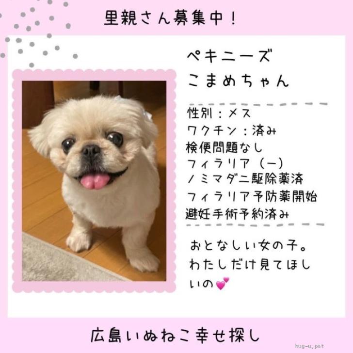 犬の里親募集】広島県・ペキニーズ・小ぶりなこまめちゃん（ID:2602