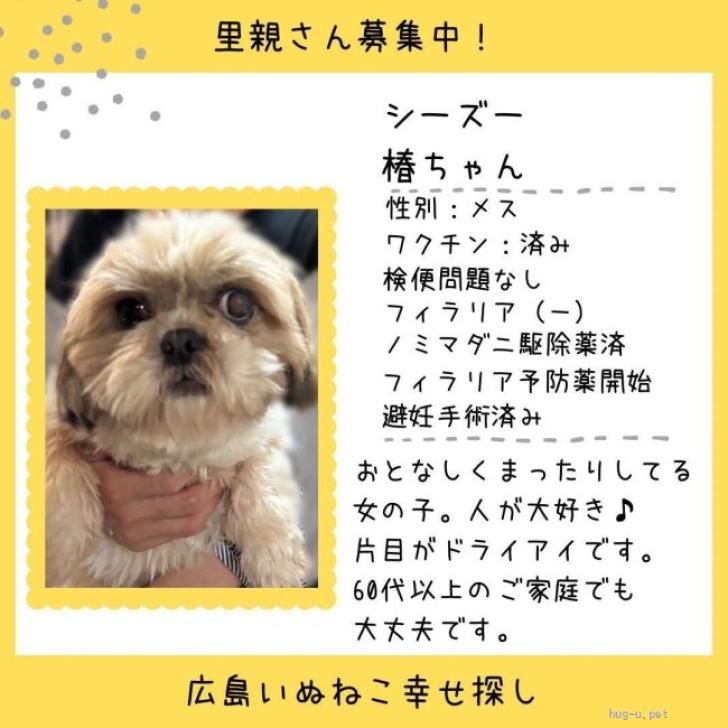 犬の里親募集】広島県・シーズー・おとなしい女の子椿ちゃん（ID:2606