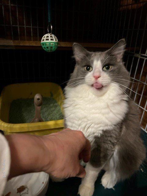 猫の里親募集 東京都 ラガマフィン 純血のラガマフィンのオス Id 21 004 ハグー みんなのペット里親情報