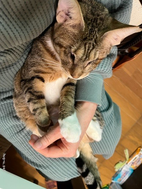 猫の里親募集 東京都 雑種 生まれつき目がない子猫 Id 23 ハグー みんなのペット里親情報