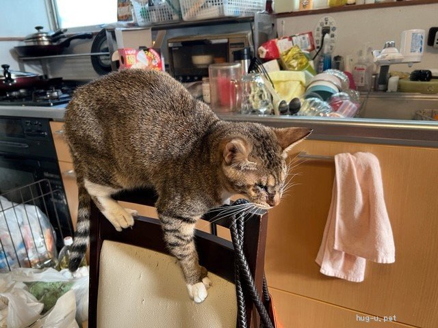 猫の里親募集 東京都 雑種 生まれつき目がない子猫 Id 23 ハグー みんなのペット里親情報