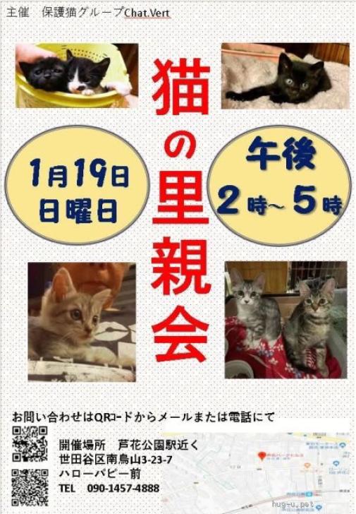 猫の里親募集】東京都・雑種・下僕になりたい方へ、1匹飼い向き（ID 