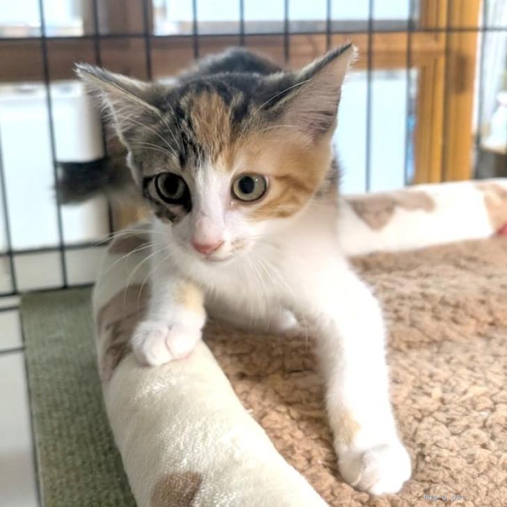 みどり(別部屋にて猫を飼っております) 猫の里親募集】東京都・雑種・3ヶ月の兄妹♡ごまちゃん（ID:2607-00505