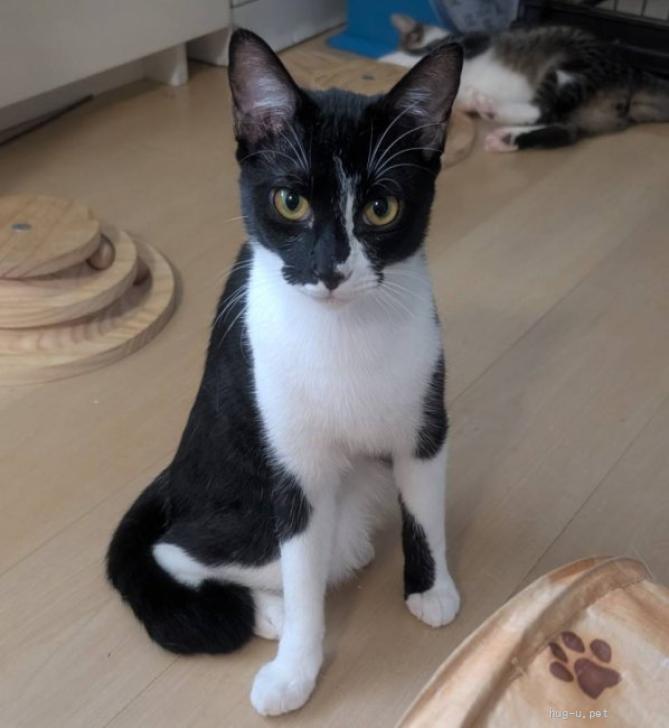猫の里親募集】東京都・雑種・ビビリから甘えん坊に❤️玄太くん（ID