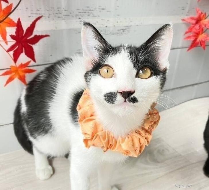 猫の里親募集】東京都・雑種・1/26駒込 明朗快活1歳❤️ポンテちゃん