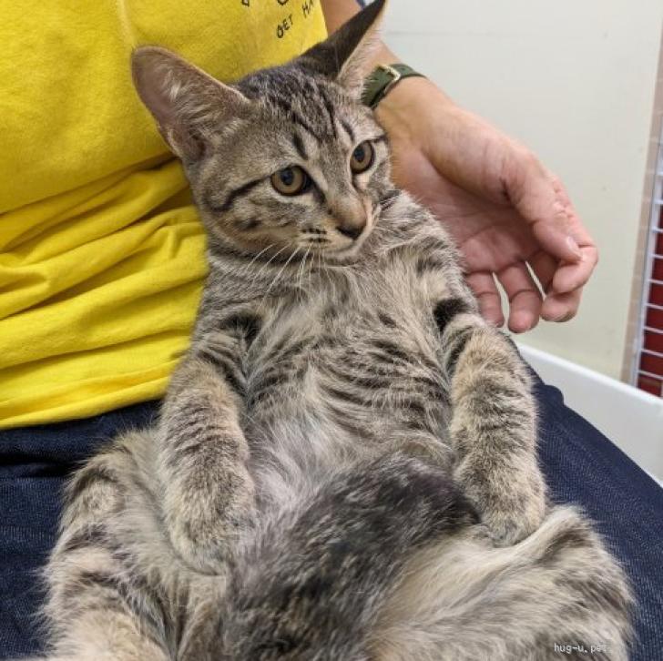 猫の里親募集】東京都・雑種・8/10尾久 癒し系の食いしん坊♡ロキくん