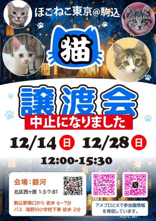 猫の里親募集】東京都・雑種・【28日開催中止】笑い顔の❤️ひなちゃん