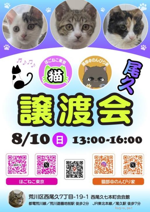 猫の里親募集】東京都・雑種・8/10尾久 可愛い子猫❤️ゆいちゃん（ID