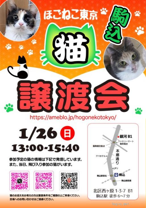 (ΦωΦ)ぷっくりほっぺ♥にゃ~おん♥里親様募集・限定♥猫 猫の里親募集】東京都・雑種・1/26駒込 明朗快活1歳❤️ポンテちゃん