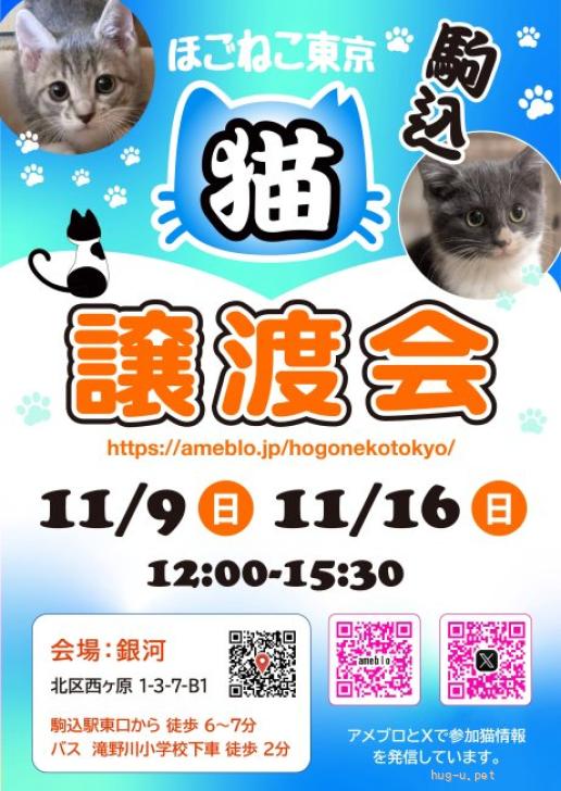 猫の里親募集】東京都・雑種・11/9,16駒込 可愛い姉妹❤️ふきちゃん