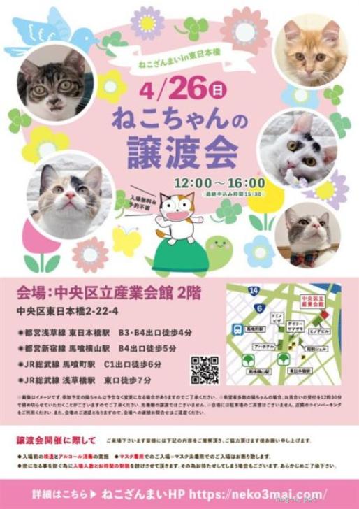 猫の里親募集】東京都・雑種・おっとり半長毛♡ランちゃん（ID:2512