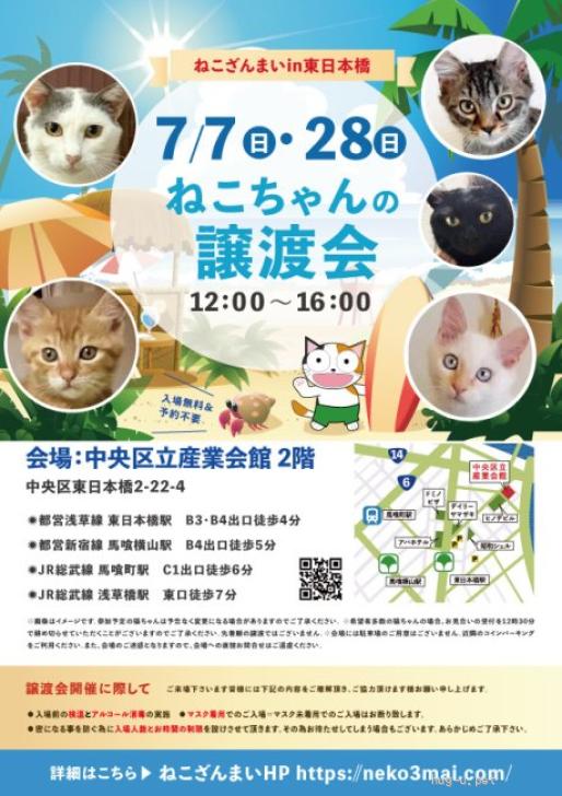 猫の里親募集】東京都・雑種・【7/28東日本橋】可愛すぎ！元気な3ヶ月