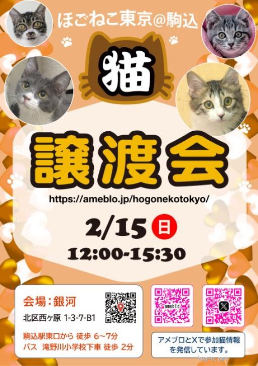 猫の里親募集】東京都・雑種・可愛い♡ぐー助（ID:2511-01123