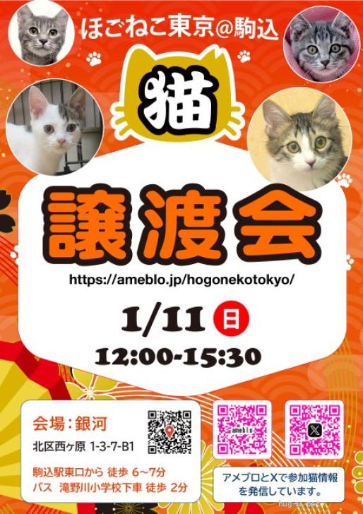 猫猫★プロフ必読★さん専用ページ 猫の里親募集】東京都・雑種・おっとり半長毛♡ランちゃん（ID:2512
