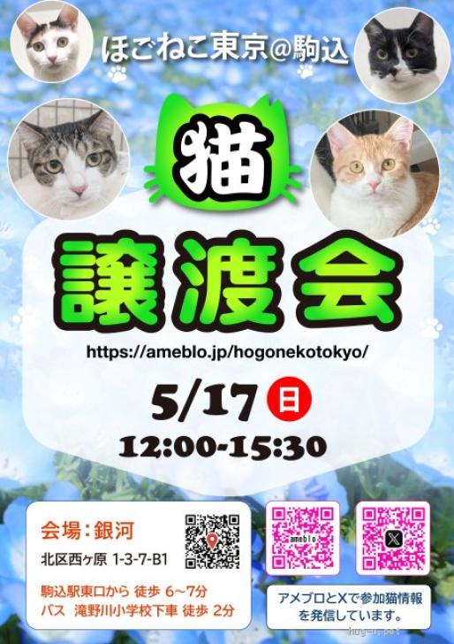 猫の里親募集】東京都・雑種・かまって娘♡あかりちゃん（ID:2604