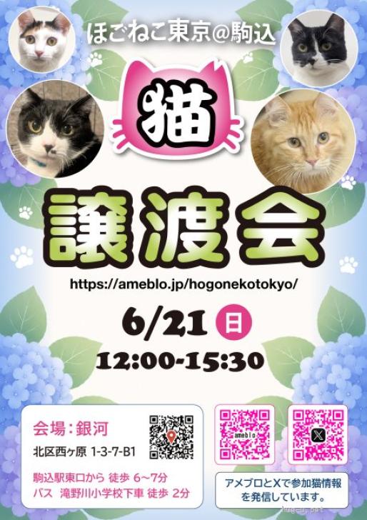 猫の里親募集】東京都・雑種・可愛いミケ❤️コウガちゃん(ID:2501 猫の里親募集】東京都・雑種・可愛いミケ❤️コウガちゃん(ID:2501