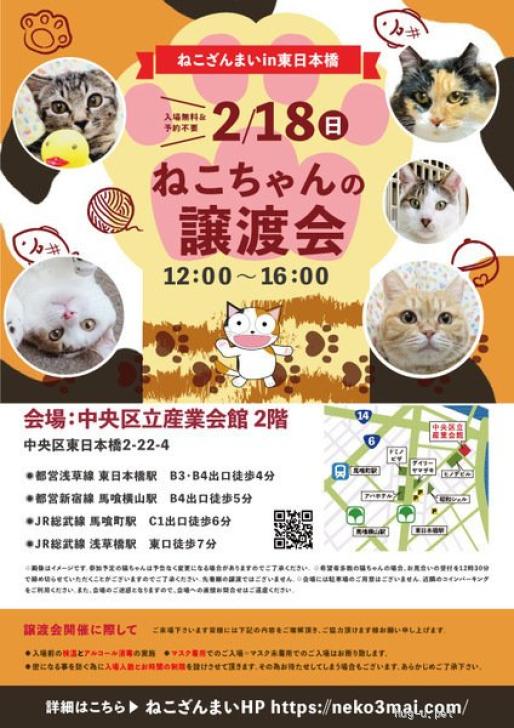 猫の里親募集】東京都・雑種・2/18東日本橋 麦わら柄の美猫♥ま