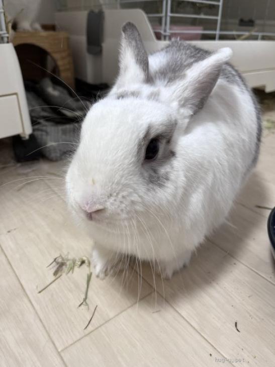 小動物の里親募集】香川県・ウサギ・【 急募⠀】親子のうさぎ（ID:2311