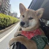 柴犬