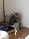 雑種