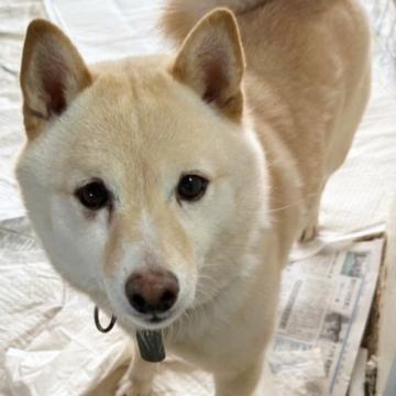 柴犬大好き様専用 - インテリア/住まい/日用品 その他