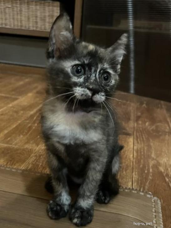 猫の里親募集】東京都・雑種・9月生まれの沖縄猫⭐︎ひげまんじゅうが