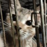 雑種