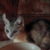 アメリカンショートヘア