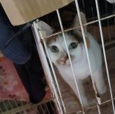 雑種