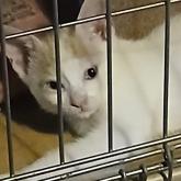 雑種