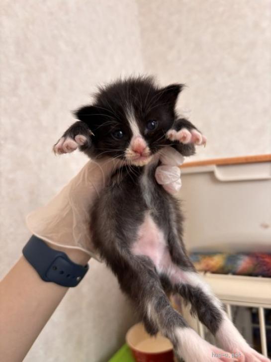 猫の里親募集】岐阜県・雑種・おてんばな「プランタン」ちゃん（ID