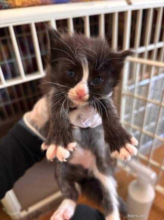 猫の里親募集】岐阜県・雑種・おてんばな「プランタン」ちゃん（ID