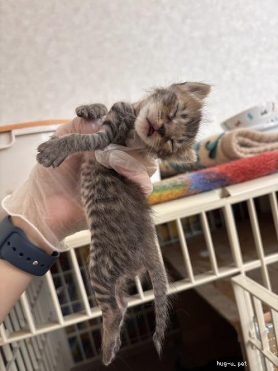 猫の里親募集】岐阜県・雑種・イケメン！「ロゼ」くん（ID:2607-00064