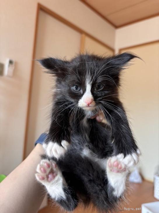 猫の里親募集】岐阜県・雑種・おてんばな「プランタン」ちゃん（ID