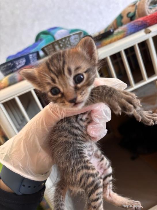 猫の里親募集】岐阜県・雑種・イケメン！「ロゼ」くん（ID:2607-00064