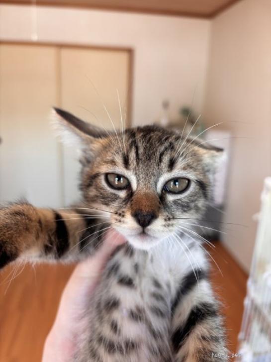 猫の里親募集】岐阜県・雑種・イケメン！「ロゼ」くん（ID:2607-00064