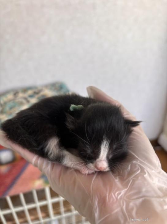 猫の里親募集】岐阜県・雑種・おてんばな「プランタン」ちゃん（ID