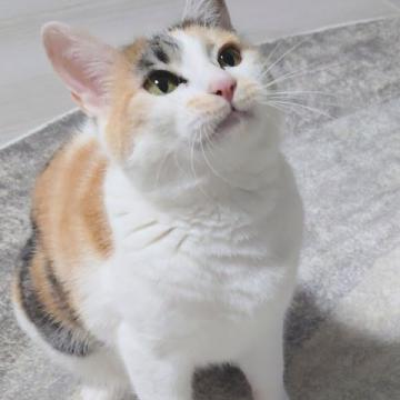 ヒマラヤン(ΦωΦ)♥む〜ちゃん(ΦωΦ)猫♥生後3ヶ月・里親様募集(ΦωΦ)