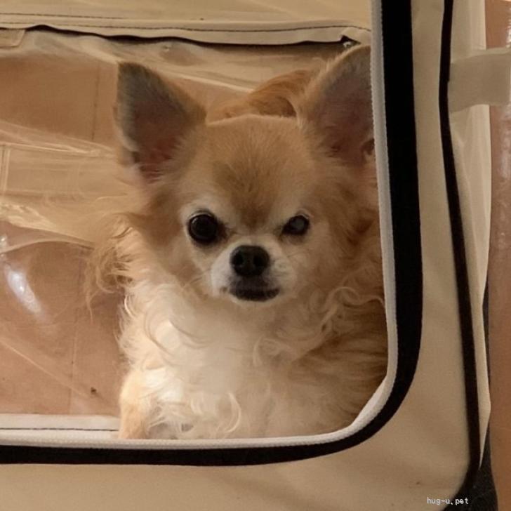 チワワ9 犬の里親募集】茨城県・チワワ(ロング)・チワワ9歳4ヶ月の里親さんに