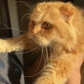 スコティッシュフォールド