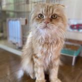 スコティッシュフォールド