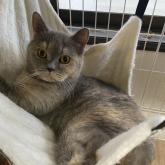 ブリティッシュショートヘア