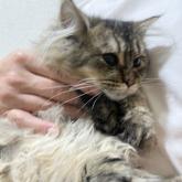 スコティッシュフォールド