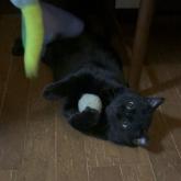 雑種