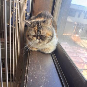 猫 × エキゾチックショートヘアの里親募集一覧｜ハグー -みんなの