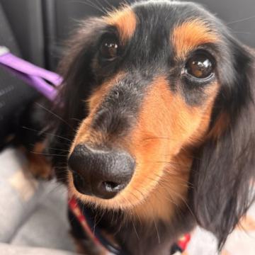 犬 × 東京都 × ミニチュアダックスフンド(ロング)の里親募集一覧