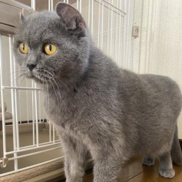 猫 × グレーの里親募集一覧｜ハグー -みんなのペット里親情報