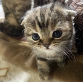 スコティッシュフォールド